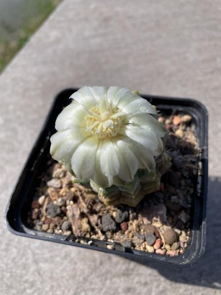 Gymnocalycium uebelmannianus